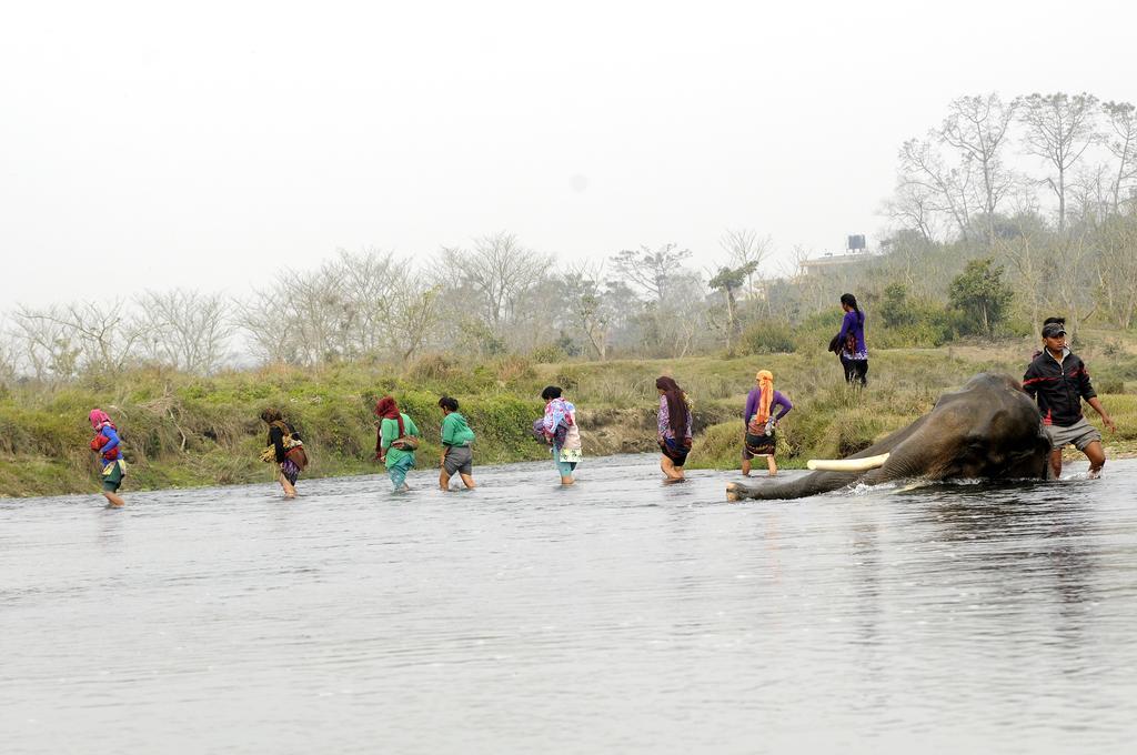 Green Park Chitwan Sauraha Eksteriør bilde